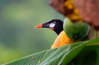 Vlhovec aztecky - Psarocolius montezuma - Montezuma Oropendola o2095